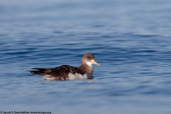 Cory's Shearwater