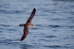 Cory's Shearwater