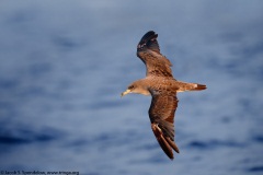 Cory's Shearwater