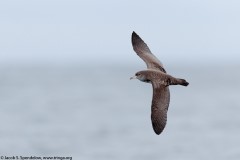 Pink-footed Shearwater