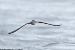 Pink-footed Shearwater