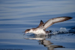 Great Shearwater