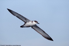 Great Shearwater