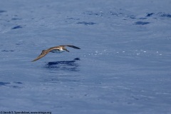 Great Shearwater