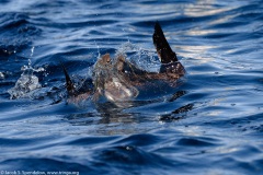 Great Shearwater