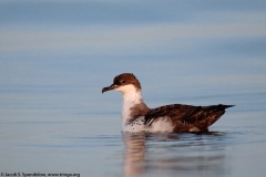 Great Shearwater