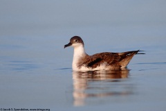 Great Shearwater