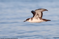 Great Shearwater