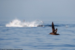 Sooty Shearwater