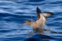 Sooty Shearwater