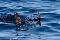 Sooty Shearwater