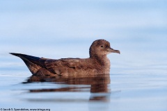 Sooty Shearwater