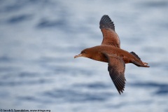 Sooty Shearwater