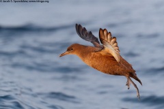 Sooty Shearwater