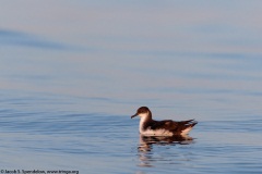 Manx Shearwater