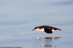 Manx Shearwater