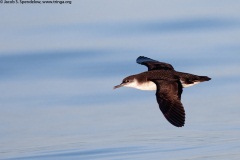 Manx Shearwater