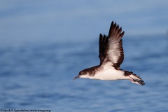 Manx Shearwater