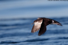 Manx Shearwater