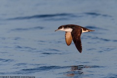 Manx Shearwater