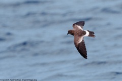 Wilson's Storm-Petrel