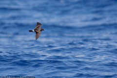 Band-rumped Storm-Petrel