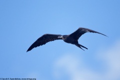 Magnificent Frigatebird