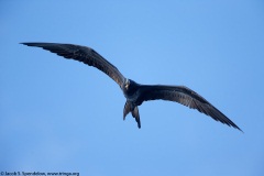 Magnificent Frigatebird