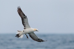 Northern Gannet