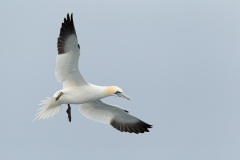 Northern Gannet