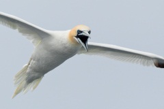 Northern Gannet