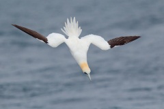 Northern Gannet