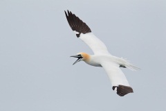 Northern Gannet