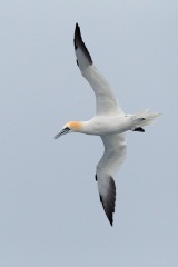 Northern Gannet