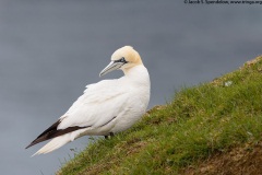 Northern Gannet