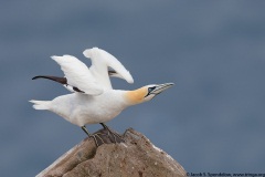 Northern Gannet