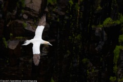 Northern Gannet