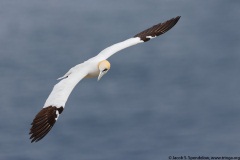 Northern Gannet