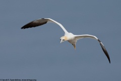 Northern Gannet