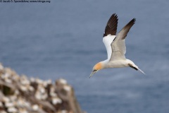 Northern Gannet