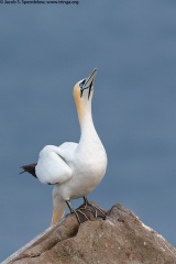 Northern Gannet