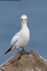 Northern Gannet