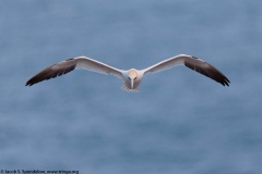 Northern Gannet