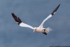 Northern Gannet