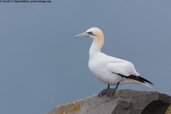 Northern Gannet