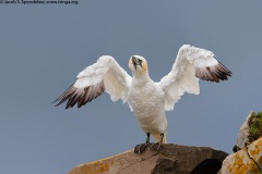 Northern Gannet