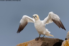 Northern Gannet