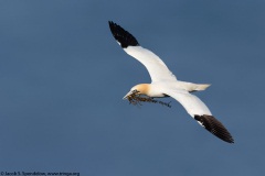 Northern Gannet