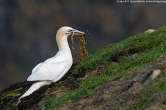 Northern Gannet