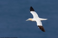 Northern Gannet